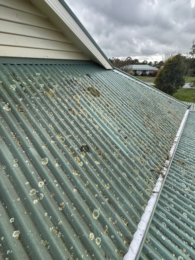 Moss, lichen or algae on a roof example by SS Exterior Services in Kilmore and Mitchell Shire